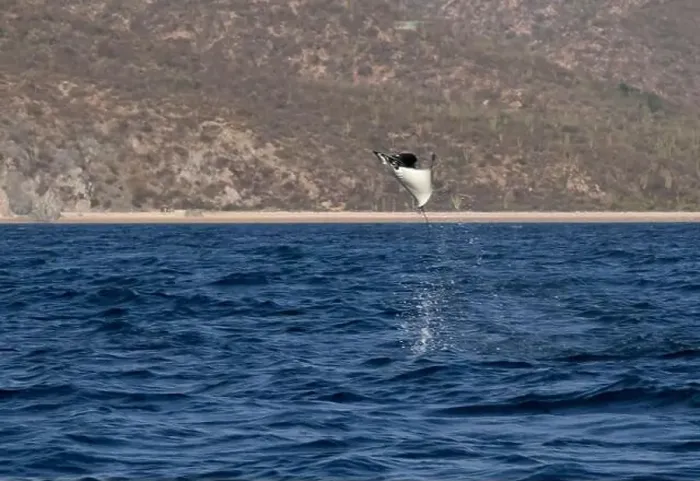 Framed Print : Munk's Devil Rays aka Mobula Rays (Mobula munkiana) in jumping out of the water in Baja California Sur, Mexico Framed Print : Munk's Devil Rays aka Mobula Rays (Mobula munkiana) in jumping out of the water in Baja California Sur, Mexico