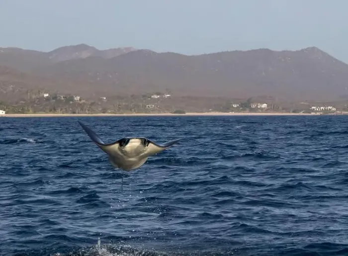 Framed Print : Munk's Devil Rays aka Mobula Rays (Mobula munkiana) in jumping out of the water in Baja California Sur, Mexico Framed Print : Munk's Devil Rays aka Mobula Rays (Mobula munkiana) in jumping out of the water in Baja California Sur, Mexico