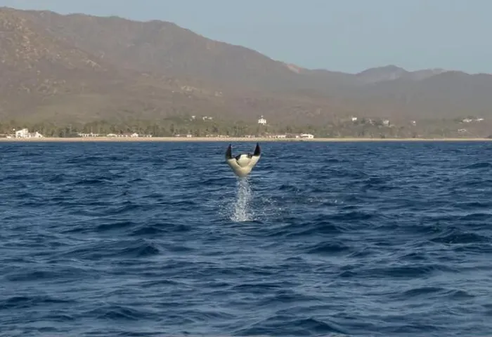 Framed Print : Munk's Devil Rays aka Mobula Rays (Mobula munkiana) in jumping out of the water in Baja California Sur, Mexico Framed Print : Munk's Devil Rays aka Mobula Rays (Mobula munkiana) in jumping out of the water in Baja California Sur, Mexico