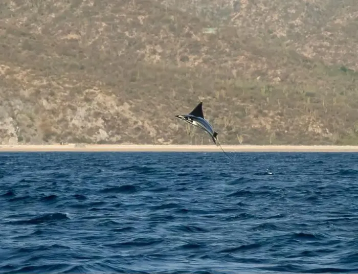 Framed Print : Munk's Devil Rays aka Mobula Rays (Mobula munkiana) in jumping out of the water in Baja California Sur, Mexico Framed Print : Munk's Devil Rays aka Mobula Rays (Mobula munkiana) in jumping out of the water in Baja California Sur, Mexico
