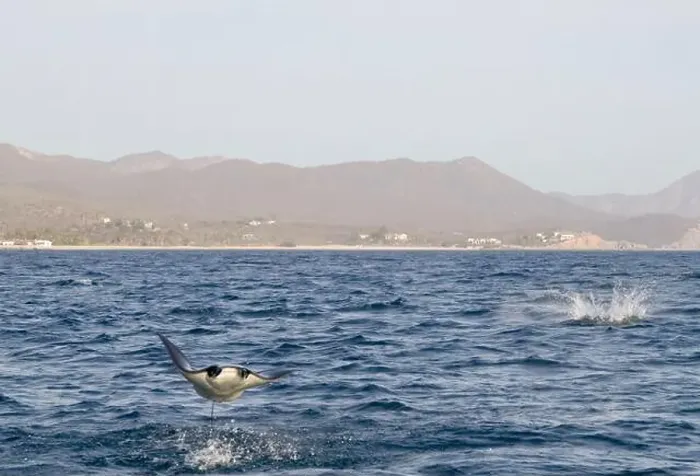 Framed Print : Munk's Devil Rays aka Mobula Rays (Mobula munkiana) in jumping out of the water in Baja California Sur, Mexico Framed Print : Munk's Devil Rays aka Mobula Rays (Mobula munkiana) in jumping out of the water in Baja California Sur, Mexico