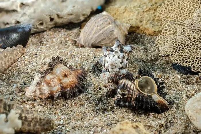 Framed Print : Murex Indivia Longspine sea shells underwater on the seabed Framed Print : Murex Indivia Longspine sea shells underwater on the seabed