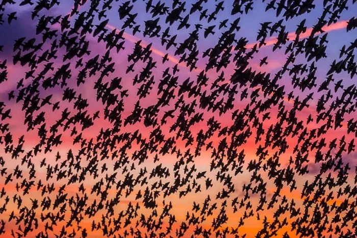 Framed Print : Murmuration of starlings at dusk, RSPB Reserve Minsmere, Suffolk, England Framed Print : Murmuration of starlings at dusk, RSPB Reserve Minsmere, Suffolk, England