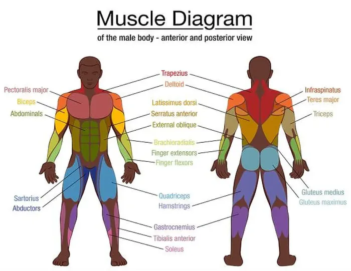 Framed Print : Muscle diagram, most important muscles of an athletic black man Framed Print : Muscle diagram, most important muscles of an athletic black man