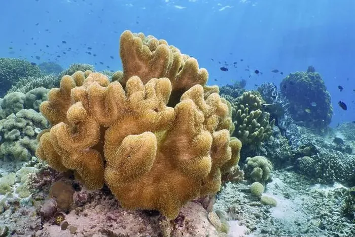 Framed Print : Mushroom leather coral (Sarcophyton glaucum) in a sunny underwater paradise Framed Print : Mushroom leather coral (Sarcophyton glaucum) in a sunny underwater paradise