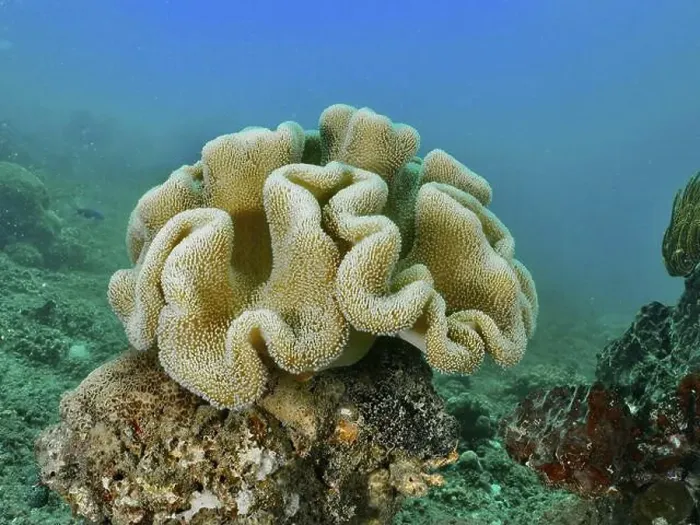 Framed Print : Mushroom leather coral (Sarcophyton glaucum) on an underwater rock, dive site Pidada, Penyapangan, Bali, Indonesia, Asia Framed Print : Mushroom leather coral (Sarcophyton glaucum) on an underwater rock, dive site Pidada, Penyapangan, Bali, Indonesia, Asia
