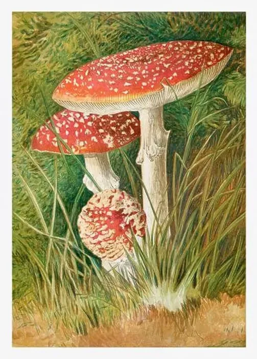 Framed Print : Mushrooms. Agaricus Muscaricus. Seasonal illustration of The illustrated London Almanack (1845 to 1895) Framed Print : Mushrooms. Agaricus Muscaricus. Seasonal illustration of The illustrated London Almanack (1845 to 1895)