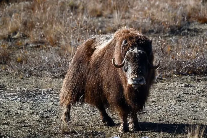 Framed Print : Musk ox grazing in the tundra not far away from Deadhorse, Alaska Framed Print : Musk ox grazing in the tundra not far away from Deadhorse, Alaska