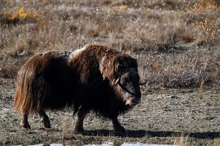 Framed Print : Musk ox grazing in the tundra not far away from Deadhorse, Alaska Framed Print : Musk ox grazing in the tundra not far away from Deadhorse, Alaska