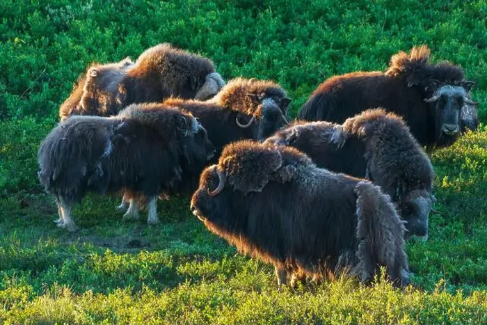 Framed Print : Musk ox herd, early morning light on the arctic tundra, Seward Peninsula, Alaska Framed Print : Musk ox herd, early morning light on the arctic tundra, Seward Peninsula, Alaska