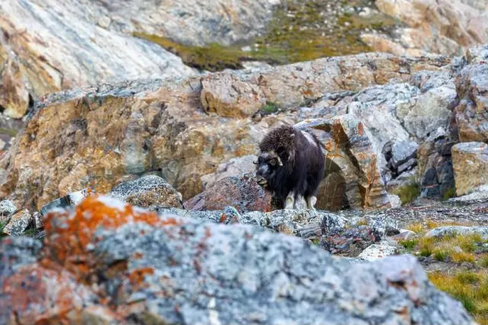 Framed Print : Musk ox, Ovibos moschatus, in the mountainside tundra of Geologfjord Framed Print : Musk ox, Ovibos moschatus, in the mountainside tundra of Geologfjord