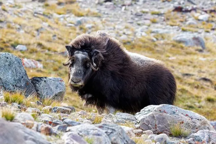 Framed Print : Musk ox, Ovibos moschatus, in the mountainside tundra of Geologfjord Framed Print : Musk ox, Ovibos moschatus, in the mountainside tundra of Geologfjord
