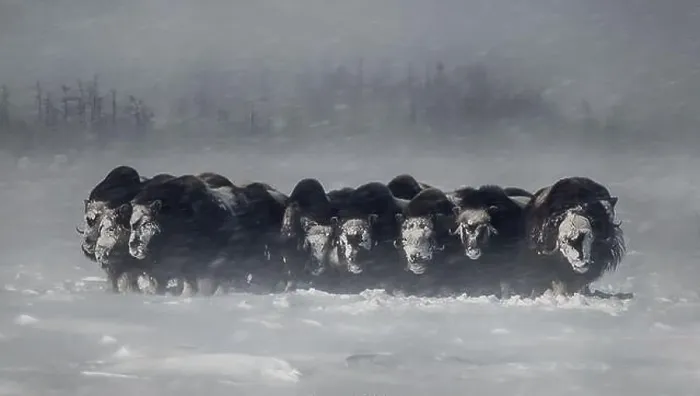 Framed Print : Musk oxen standing in the snow during a blizzard in winter Framed Print : Musk oxen standing in the snow during a blizzard in winter