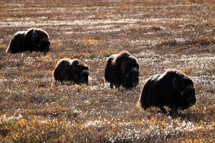 Framed Print : Four musk oxes grazing in the tundra not far away from Deadhorse, Alaska Framed Print : Four musk oxes grazing in the tundra not far away from Deadhorse, Alaska