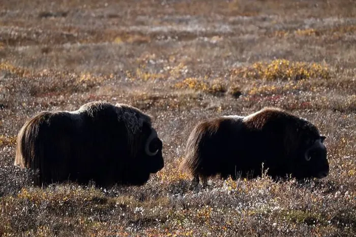 Framed Print : Two musk oxes grazing in the tundra not far away from Deadhorse, Alaska Framed Print : Two musk oxes grazing in the tundra not far away from Deadhorse, Alaska