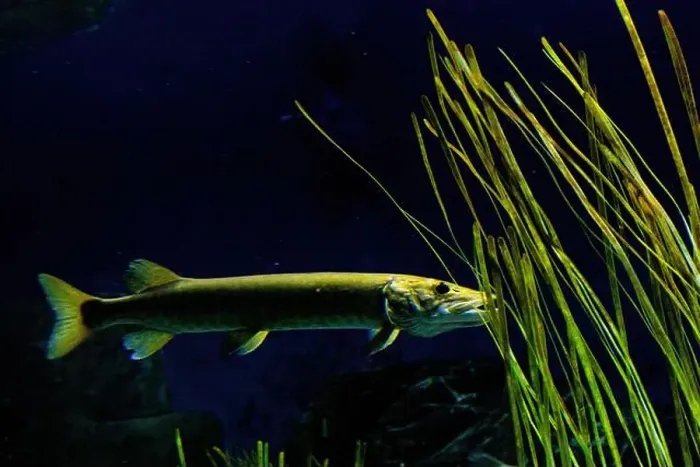 Framed Print : muskellunge (Esox masquinongy), often shortened to muskie, musky, ski, or lunge Framed Print : muskellunge (Esox masquinongy), often shortened to muskie, musky, ski, or lunge