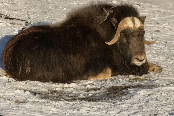 Framed Print : muskox lying in clean white snow Framed Print : muskox lying in clean white snow