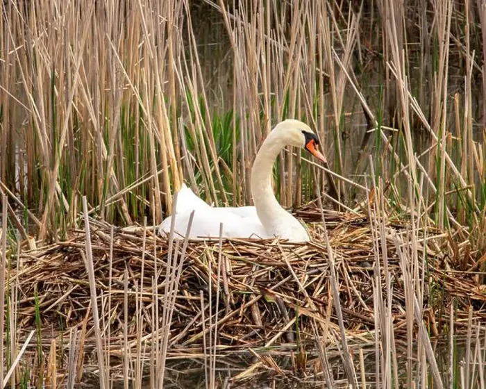 Framed Print : Mute Swan in a Creek perched in her nest Framed Print : Mute Swan in a Creek perched in her nest