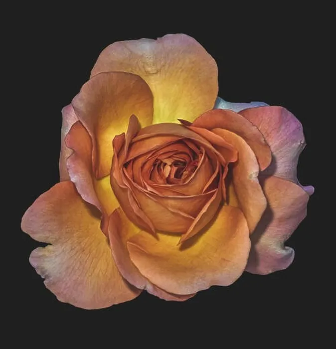 Framed Print : Muted colors fine art still life floral macro flower image of a single isolated orange pink yellow rose blossom Framed Print : Muted colors fine art still life floral macro flower image of a single isolated orange pink yellow rose blossom