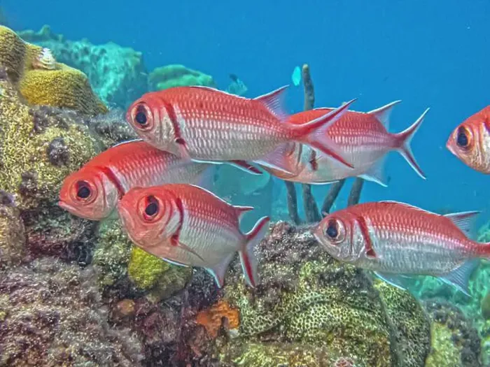 Framed Print : Myripristinae is a subfamily of the ray-finned fish family Holocentridae. They are typically known as soldierfish Framed Print : Myripristinae is a subfamily of the ray-finned fish family Holocentridae. They are typically known as soldierfish