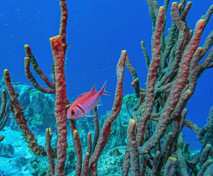 Framed Print : Myripristinae is a subfamily of the ray-finned fish family Holocentridae. They are typically known as soldierfish Framed Print : Myripristinae is a subfamily of the ray-finned fish family Holocentridae. They are typically known as soldierfish