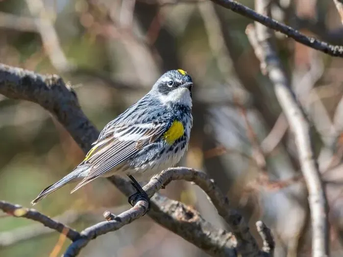 Framed Print : Myrtle Yellow-rumped Warbler in Fairbanks, Alaska Framed Print : Myrtle Yellow-rumped Warbler in Fairbanks, Alaska