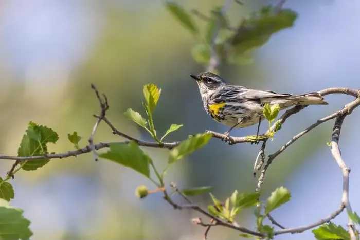 Framed Print : Myrtle Yellow-rumped Warbler in Fairbanks, Alaska Framed Print : Myrtle Yellow-rumped Warbler in Fairbanks, Alaska