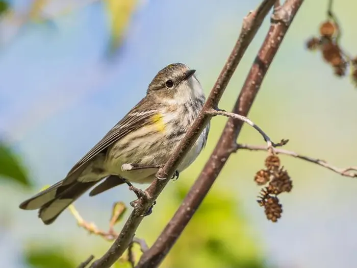 Framed Print : Myrtle Yellow-rumped Warbler in Fairbanks, Alaska Framed Print : Myrtle Yellow-rumped Warbler in Fairbanks, Alaska
