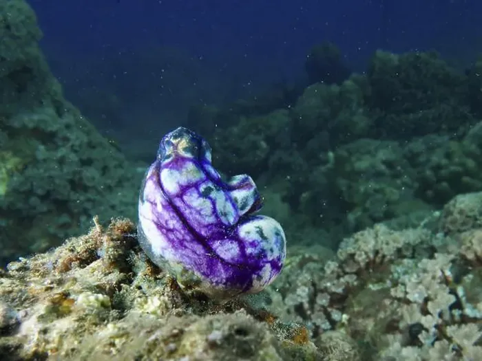 Framed Print : Mystical purple-black golden sea squirt (Polycarpa aurata) on an underwater rock