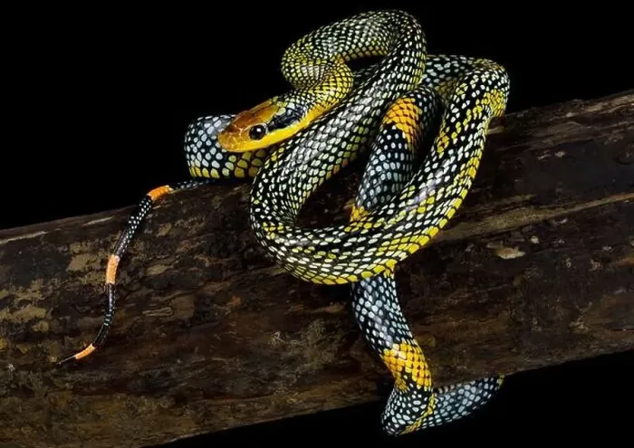 Framed Print : The mythical Rainbow Tree Snake (Gonyosoma margaritus) Framed Print : The mythical Rainbow Tree Snake (Gonyosoma margaritus)