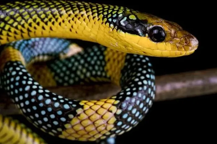 Framed Print : The mythical Rainbow Tree Snake (Gonyosoma margaritus) Framed Print : The mythical Rainbow Tree Snake (Gonyosoma margaritus)