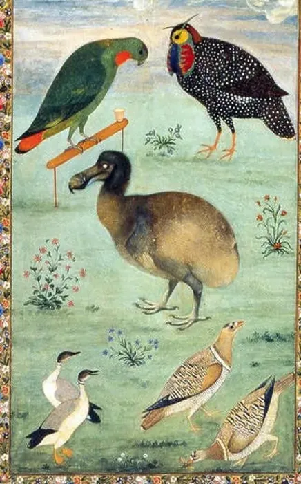 Framed Print : N / A. English: Painting by the Mughal artist Ustad Mansur from c 1625 Framed Print : N / A. English: Painting by the Mughal artist Ustad Mansur from c 1625