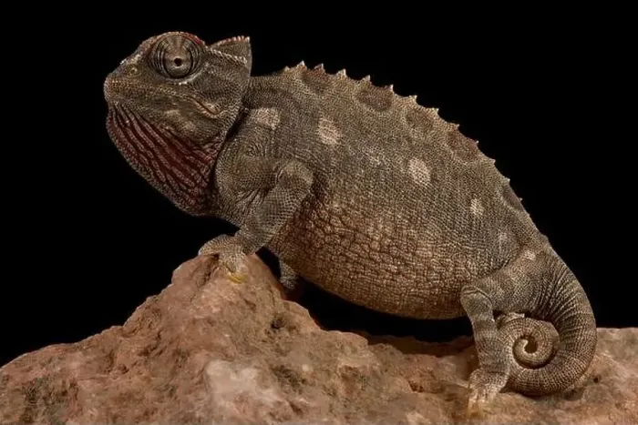 Framed Print : Namaqua chameleon (Chamaeleo namaquensis) Framed Print : Namaqua chameleon (Chamaeleo namaquensis)