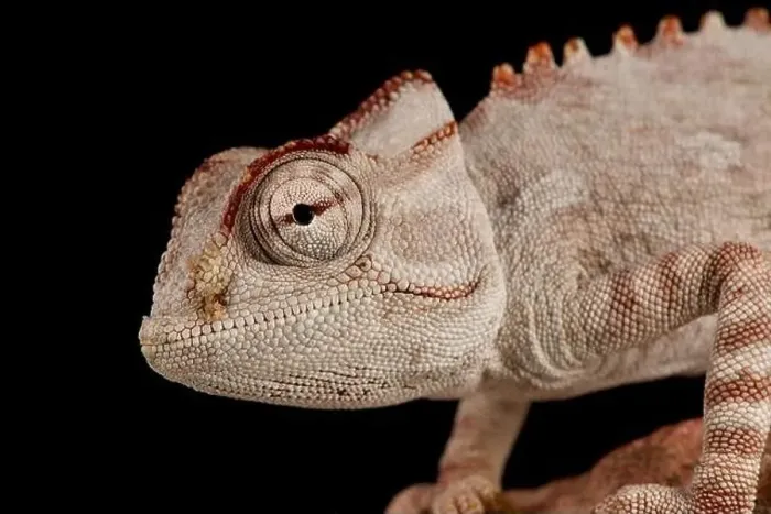 Framed Print : Namaqua chameleon (Chameleon namaquensis) Framed Print : Namaqua chameleon (Chameleon namaquensis)