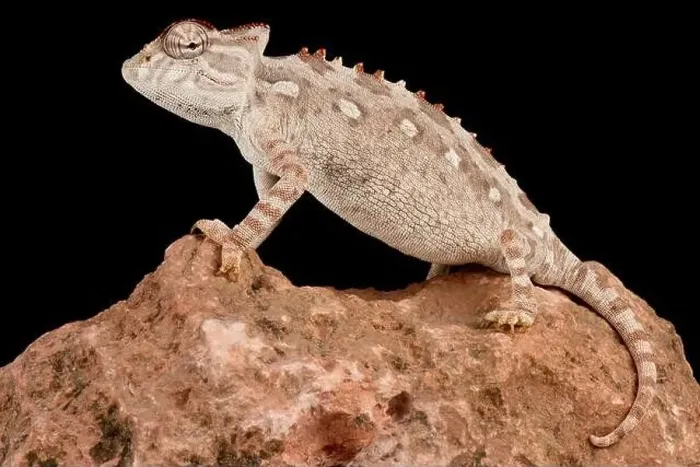 Framed Print : Namaqua chameleon (Chameleon namaquensis) Framed Print : Namaqua chameleon (Chameleon namaquensis)