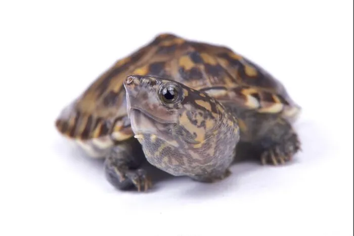 Framed Print : Narrow-bridged musk turtle, Staurotypus triporcatus Framed Print : Narrow-bridged musk turtle, Staurotypus triporcatus