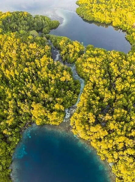 A narrow channel winds through a mangrove forest on Yangeffo in Raja Ampat, Indonesia. This region is known for its high marine biodiversity