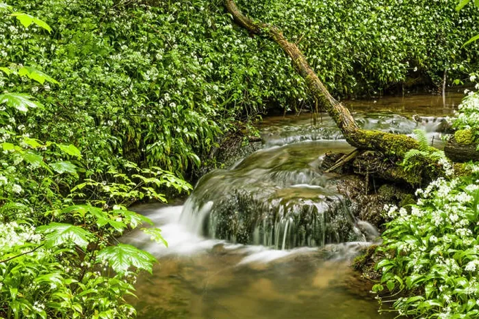 Framed Print : Narrow stream and little waterfall running through the Fforest Ganol forest area near Tongwynlais, Cardiff