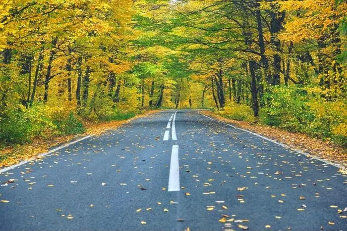 Framed Print : Narrow winding road in yellow autumn forest, with fallen leaves on the road Framed Print : Narrow winding road in yellow autumn forest, with fallen leaves on the road