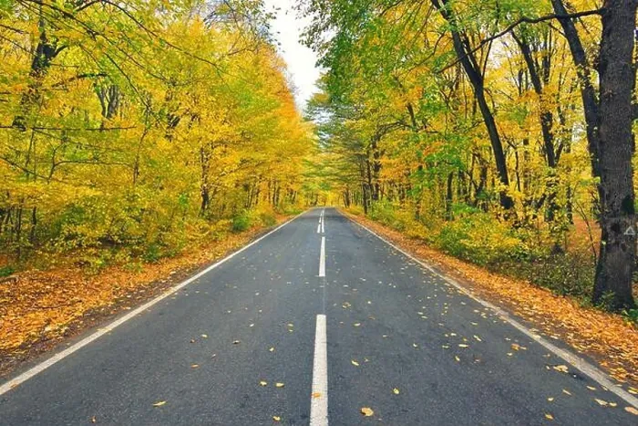 Framed Print : Narrow winding road in yellow autumn forest, with fallen leaves on the road Framed Print : Narrow winding road in yellow autumn forest, with fallen leaves on the road