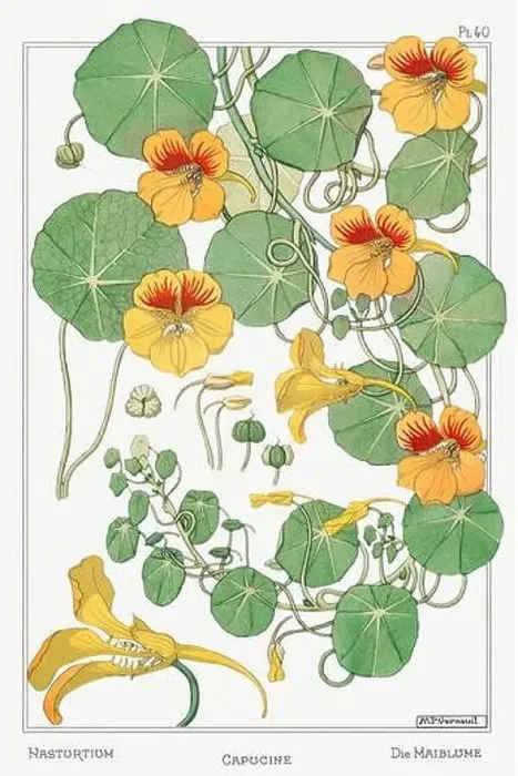 Framed Print : Nasturtium. Botanical art illustrated by Maurice Pillard Verneuil (1896) Framed Print : Nasturtium. Botanical art illustrated by Maurice Pillard Verneuil (1896)