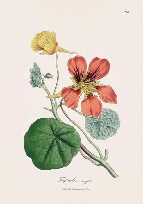 Framed Print : Nasturtium. Botanical Illustration: Antique Medical Botanical Artwork from a 19th-century Botany Book Plate Framed Print : Nasturtium. Botanical Illustration: Antique Medical Botanical Artwork from a 19th-century Botany Book Plate
