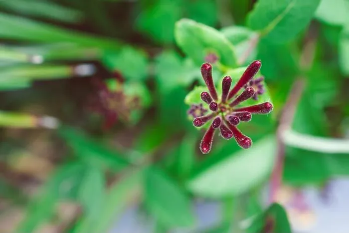 Framed Print : native Australian Lonicera honeysuckle firecracker plant outdoor in sunny backyard shot at shallow depth of field Framed Print : native Australian Lonicera honeysuckle firecracker plant outdoor in sunny backyard shot at shallow depth of field