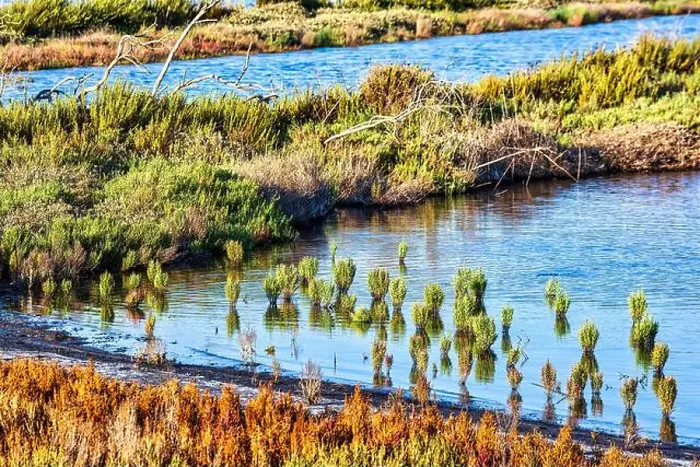 Framed Print : Native vegetation thrives in the shallow waters of Gialova Lagoon Framed Print : Native vegetation thrives in the shallow waters of Gialova Lagoon