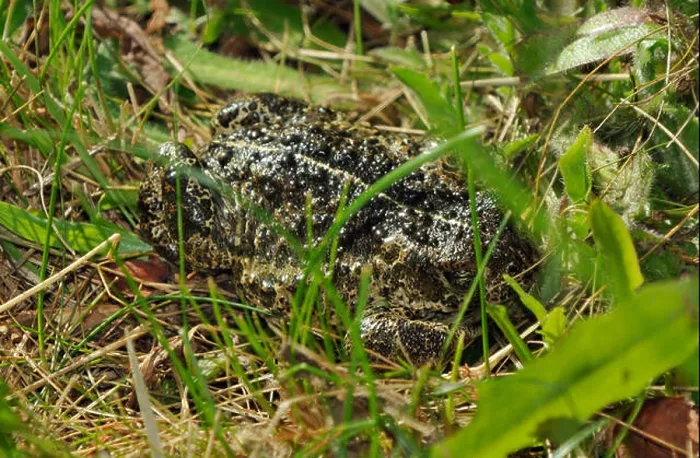 Framed Print : Natterjack Toad - Epidalea calamita, formerly Bufo calamita Framed Print : Natterjack Toad - Epidalea calamita, formerly Bufo calamita