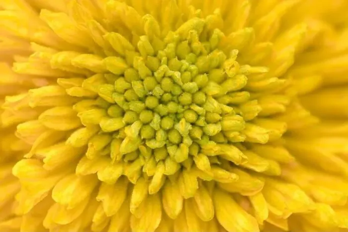 Framed Print : Natural background of petals patterns of yellow color flower in full frame for background. used selective focus Framed Print : Natural background of petals patterns of yellow color flower in full frame for background. used selective focus
