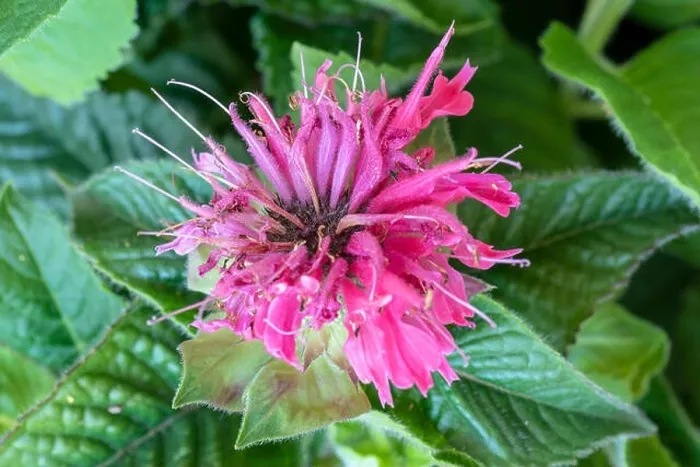 Framed Print : Natural color macro of a single scarlet red blossom of a monarda didyma / crimson beebalm / scarlet beebalm / scarlet Framed Print : Natural color macro of a single scarlet red blossom of a monarda didyma / crimson beebalm / scarlet beebalm / scarlet