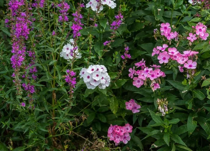Framed Print : Natural color outdoor image of different white red pink phlox blossoms Framed Print : Natural color outdoor image of different white red pink phlox blossoms