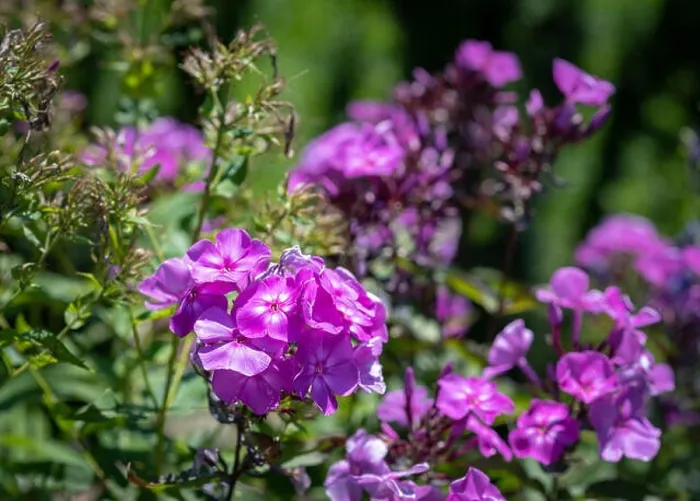 Framed Print : Natural color outdoor image of violet phlox blossoms in a field of plants on a sunny summer day with natural blurred Framed Print : Natural color outdoor image of violet phlox blossoms in a field of plants on a sunny summer day with natural blurred