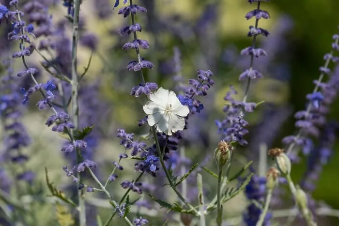 Framed Print : Natural color outdoor macro of a wide open white blooming crown campion with an insect surrounded by dark blue violet Framed Print : Natural color outdoor macro of a wide open white blooming crown campion with an insect surrounded by dark blue violet
